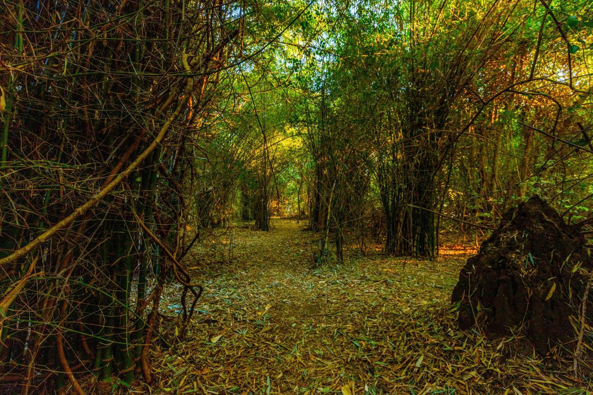 Brook Ville Sasan Gir Εξωτερικό φωτογραφία